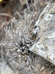 Roccella bajasurensis