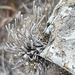 Roccella bajasurensis - Photo (c) Glenn Ehrenberg, algunos derechos reservados (CC BY-NC), subido por Glenn Ehrenberg