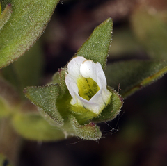 Gratiola ebracteata