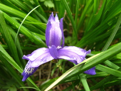Iris ruthenica