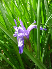 Iris ruthenica