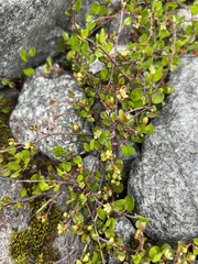 Muehlenbeckia