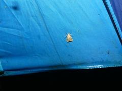 Lophocampa