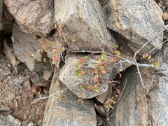 Euphorbia magdalenae