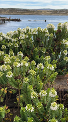 Veronica elliptica