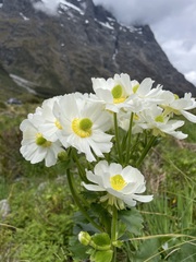 Ranunculus lyallii