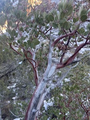 Arctostaphylos