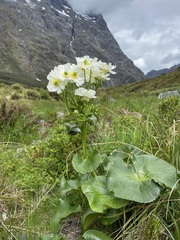 Ranunculus lyallii