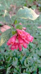 Cestrum elegans