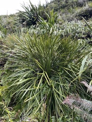 Aciphylla horrida