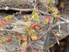 Euphorbia magdalenae