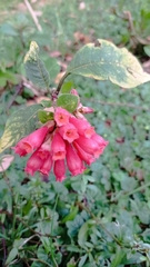 Cestrum elegans