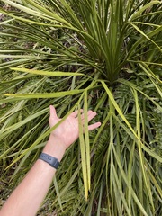 Aciphylla horrida