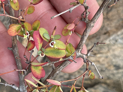 Euphorbia magdalenae