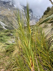 Dracophyllum