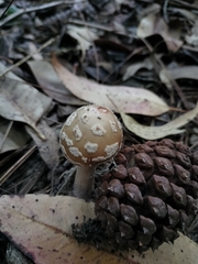 Fungi