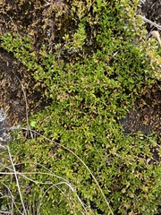 Coprosma