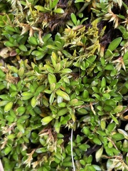 Coprosma
