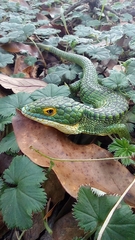 Abronia graminea