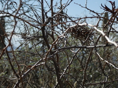 Mimosa aculeaticarpa