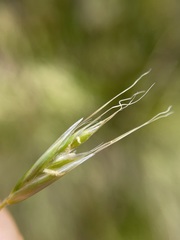 Chionochloa