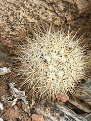 Mammillaria schumannii
