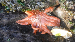 Pycnopodia helianthoides