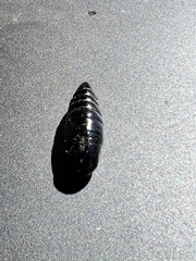 Apina callisto