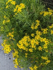 Senecio riddellii