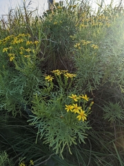 Senecio riddellii