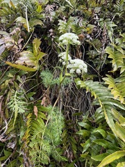 Anisotome haastii