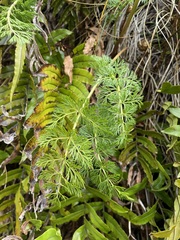 Anisotome haastii