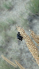 Phidippus octopunctatus