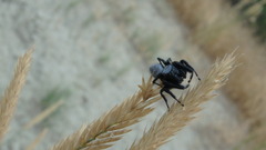 Phidippus octopunctatus