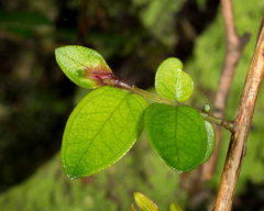 Metrosideros diffusa