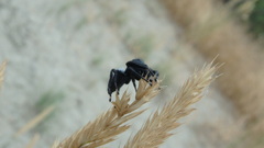 Phidippus octopunctatus