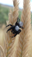 Phidippus octopunctatus