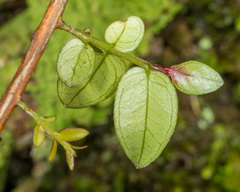 Metrosideros diffusa