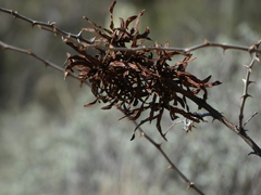 Mimosa aculeaticarpa