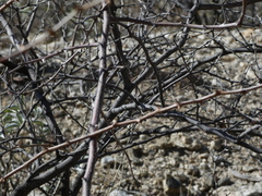 Mimosa aculeaticarpa