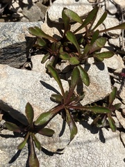 Wahlenbergia albomarginata