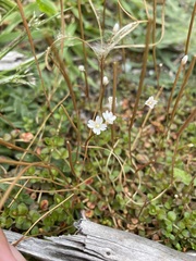 Epilobium brunnescens