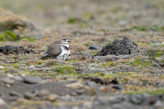 Charadrius falklandicus
