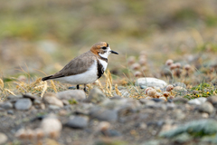 Charadrius falklandicus