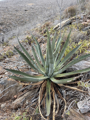 Agave aurea