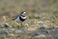 Charadrius falklandicus