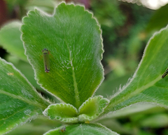 Versigonalia vermiculata