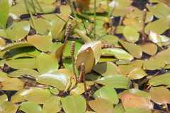 Potamogeton cheesemanii