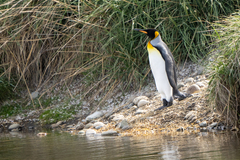 Aptenodytes patagonicus