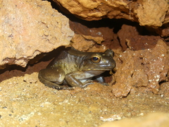 Leptodactylus stenodema